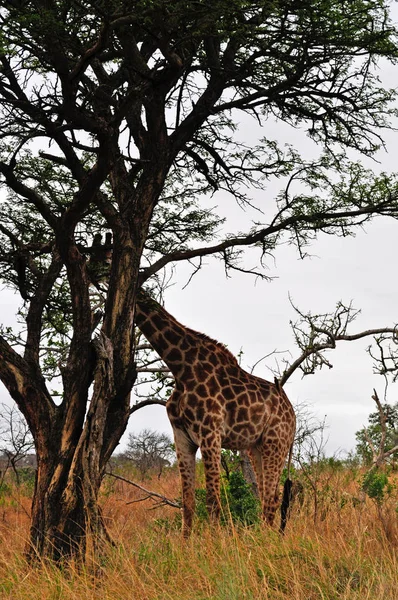 Сафарі в Південній Африці: Жираф годування в Hluhluwe гра Imfolozi заповідник, найстаріший природно-заповідного фонду заснована в 1895 році в Африці, розташований у Квазулу-Наталь, землі в Zulus — стокове фото