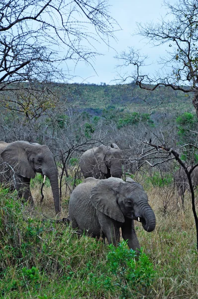 Safari in Zuid-Afrika: een kudde olifanten met een pup in het Hluhluwe Imfolozi Game Reserve, het oudste natuurreservaat in 1895, opgericht in Afrika ligt de in Kwazulu-Natal, het land van de Zoeloes — Stockfoto