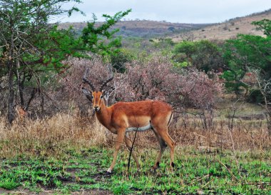 Güney Afrika Safari: Hluhluwe Imfolozi Game Reserve bir antilop