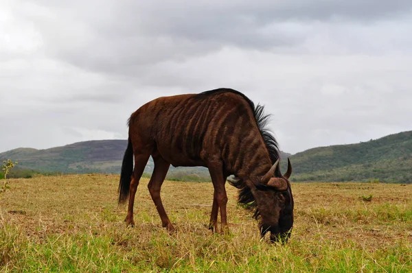 Safari in South Africa: a gnu feeding in the Hluhluwe Imfolozi Game Reserve — Stock Photo, Image