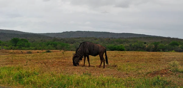 Safari na África do Sul: uma alimentação gnu no Hluhluwe Imfolozi Game Reserve — Fotografia de Stock