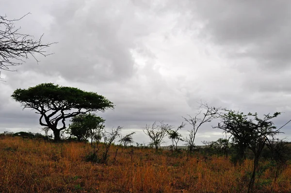 Σαφάρι στη Νότια Αφρική: αφρικανικό τοπίο σε μια συννεφιασμένη μέρα στο αποθεματικό παιχνίδι Imfolozi προορισμού Hluhluwe — Φωτογραφία Αρχείου