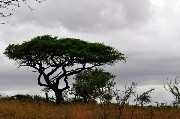 Safari en Sudáfrica: paisaje africano en un día nublado en la reserva de caza de Hluhluwe Imfolozi — Foto de Stock