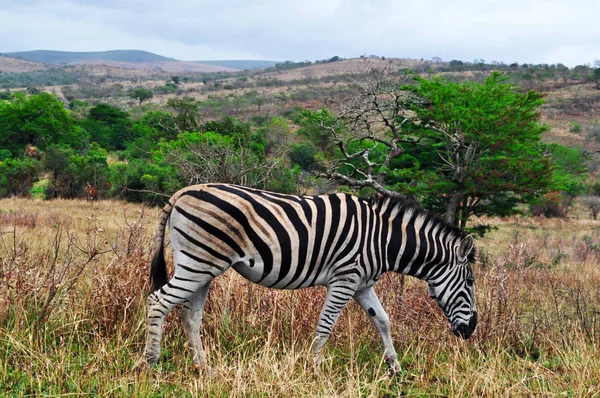 Safari i Sydafrika: en zebra utfodring i Hluhluwe Imfolozi Park (Hluhluwe Imfolozi Game Reserve), den äldsta proklamerade naturreservat i Afrika sedan 1895, ligger i Kwazulu-Natal, landet av Zulusen — Stockfoto