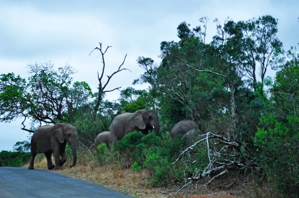 Safari in Zuid-Afrika: een kudde olifanten met een pup in het Hluhluwe Imfolozi Game Reserve, het oudste natuurreservaat in 1895, opgericht in Afrika ligt de in Kwazulu-Natal, het land van de Zoeloes — Stockfoto