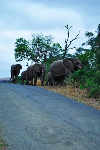 Safari in South Africa: a herd of elephants with a puppy in the Hluhluwe Imfolozi Game Reserve, the oldest nature reserve established in Africa in 1895, located the in KwaZulu-Natal, the land of the Zulus — Stock Photo, Image