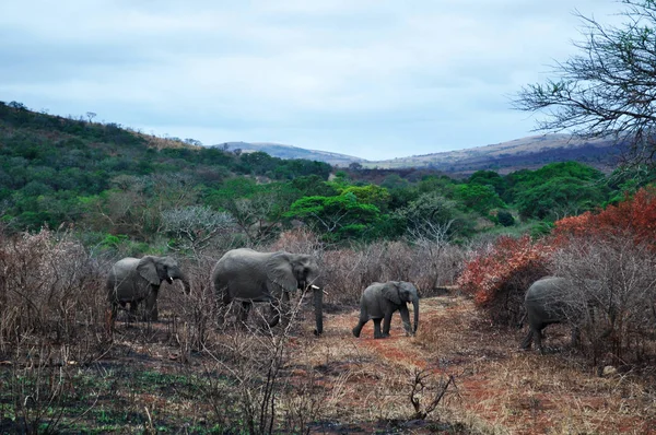 Safari in South Africa: a herd of elephants with a puppy in the Hluhluwe Imfolozi Game Reserve, the oldest nature reserve established in Africa in 1895, located the in KwaZulu-Natal, the land of the Zulus — Stock Photo, Image