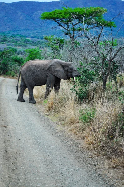 Safari en Sudáfrica: un elefante bebé en la reserva de caza de Hluhluwe Imfolozi — Foto de Stock