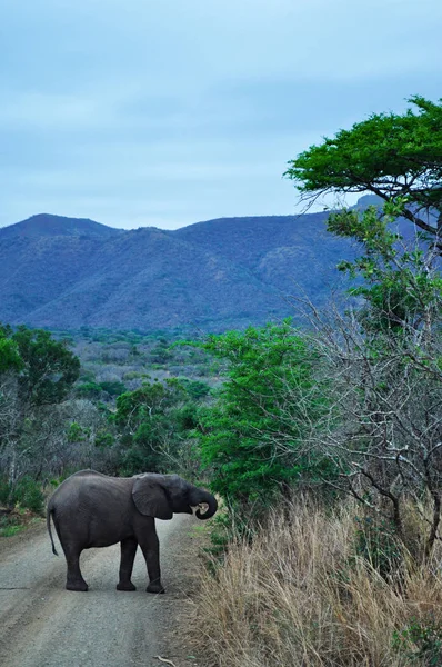 Safari in Zuid-Afrika: een babyolifant in Hluhluwe Imfolozi Game Reserve — Stockfoto