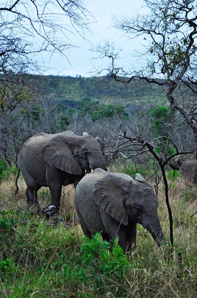 Safari en Sudáfrica: un elefante con bebé en la reserva de caza de Hluhluwe Imfolozi — Foto de Stock