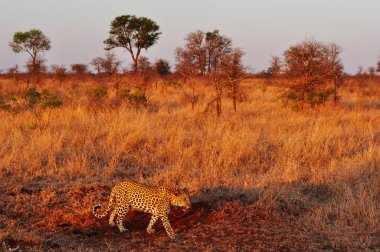 Güney Afrika Safari: havadan görünümü, bir Afrika leopard bir otlak Kruger Milli Parkı içinde gün batımında en büyük oyun rezervleri Afrika'da beri 1898, 1926 yılında Güney Afrika'nın ilk Ulusal Parkı