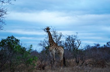 Güney Afrika Safari: bir toprak yol ve bulutlu hava Kruger Milli Parkı'nda bir zürafa, en büyük oyun Afrika Güney Afrika'nın ilk Milli Parkı 1926 yılında beri 1898, hakkını saklı tutar