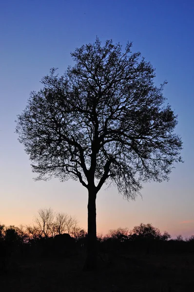 Safari en Afrique du Sud : un arbre au coucher du soleil dans le parc national Kruger — Photo