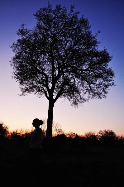 Safari en Sudáfrica: perfil de la mujer y árbol al atardecer en el Parque Nacional Kruger — Foto de Stock