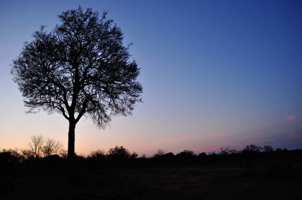 Safari in Südafrika: Ein Baum im Sonnenuntergang im Kruger Nationalpark — Stockfoto