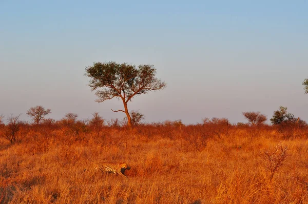 南非的野生动物园: 在克鲁格国家公园草原上看到一只非洲豹子日落时的鸟图, 克鲁格国家公园是1898年以来非洲最大的游戏保护区之一, 也是南非1926年的第一个国家公园 — 图库照片