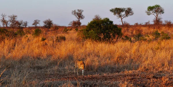 Σαφάρι στη Νότια Αφρική: εναέρια θέα στο ηλιοβασίλεμα από μια αφρικανική λεοπάρδαλη σε ένα λιβάδι του εθνικού πάρκου Kruger, ένας από το μεγαλύτερο παιχνίδι διατηρεί στην Αφρική από το 1898, το πρώτο εθνικό πάρκο της Νότιας Αφρικής το 1926 — Φωτογραφία Αρχείου