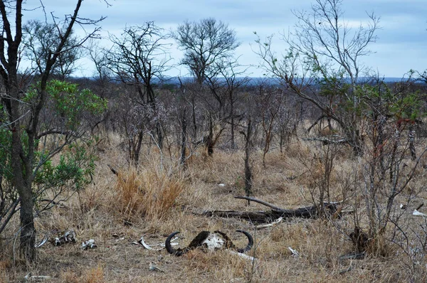 Σαφάρι στη Νότια Αφρική: τα ερείπια του buffalo στον θάμνο αυγή για το αποθεματικό παιχνίδι προορισμού Hluhluwe Imfolozi, τα παλαιότερα φύση αποθεματικό Αφρική ιδρύθηκε το 1895 η Kwazulu-Natal, η γη των Ζουλού το — Φωτογραφία Αρχείου
