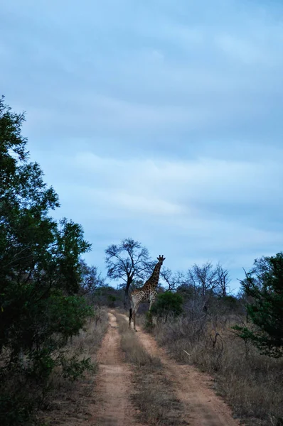 Safari en Sudáfrica: una jirafa en un camino de tierra y clima nublado en el Parque Nacional Kruger, una de las mayores reservas de caza en África desde 1898, el primer parque nacional de Sudáfrica en 1926 — Foto de Stock