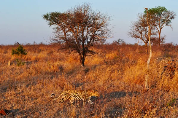 Safari in South Africa: aerial view at sunset of an african leopard in a grassland of the Kruger National Park, one of the largest game reserves in Africa since 1898, South Africa\'s first national park in 1926