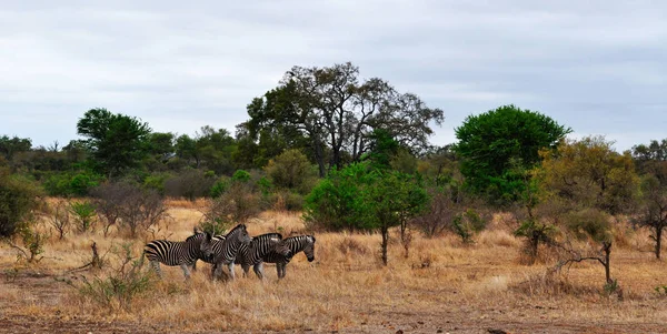 Safari in Sudafrica: una mandria di zebre nel Kruger National Park, una delle più grandi riserve di caccia in Africa, fondata nel 1898 nelle province di Limpopo e Mpumalanga, il primo parco nazionale del Sudafrica dal 1926 — Foto Stock