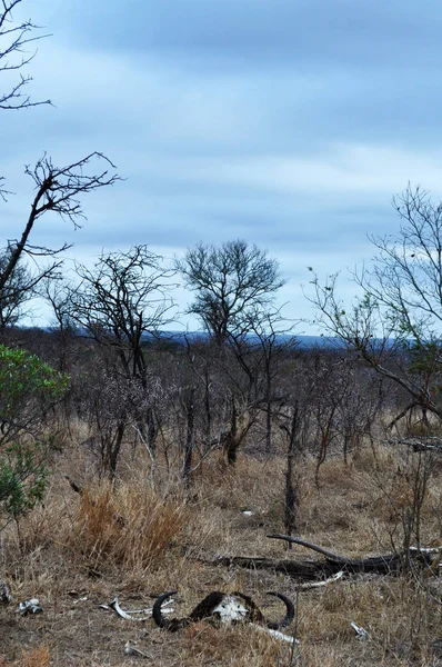 Safari en Sudáfrica: los restos de un búfalo en el arbusto al amanecer en la Reserva de Caza Hluhluwe Imfolozi, la reserva natural más antigua establecida en África en 1895 en el KwaZulu-Natal, la tierra de los Zulúes — Foto de Stock