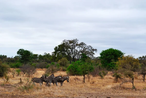 Σαφάρι στη Νότια Αφρική: ένα κοπάδι από ζέβρες το Εθνικό Πάρκο Kruger, το μεγαλύτερο αποθεματικό παιχνίδι στη Αφρική που ιδρύθηκε το 1898 και το πρώτο εθνικό πάρκο της Νότιας Αφρικής εγκατεστημένα το 1926 — Φωτογραφία Αρχείου