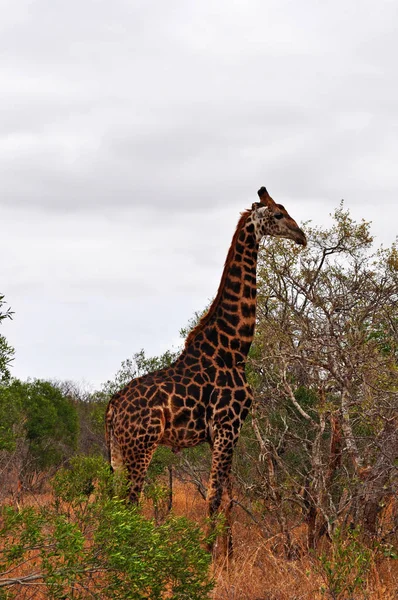 Safari in Zuid-Afrika: een giraf voederen en bewolkt weer in het Kruger Nationaal Park, een van de grootste game reserves in Afrika sinds 1898, Zuid-Afrika's eerste nationale park in 1926 — Stockfoto