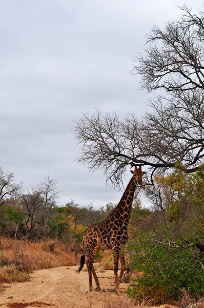 Safari in Sud Africa: una giraffa che nutre e nube nel Kruger National Park, una delle più grandi riserve di selvaggina in Africa dal 1898, il primo parco nazionale del Sud Africa nel 1926 — Foto Stock