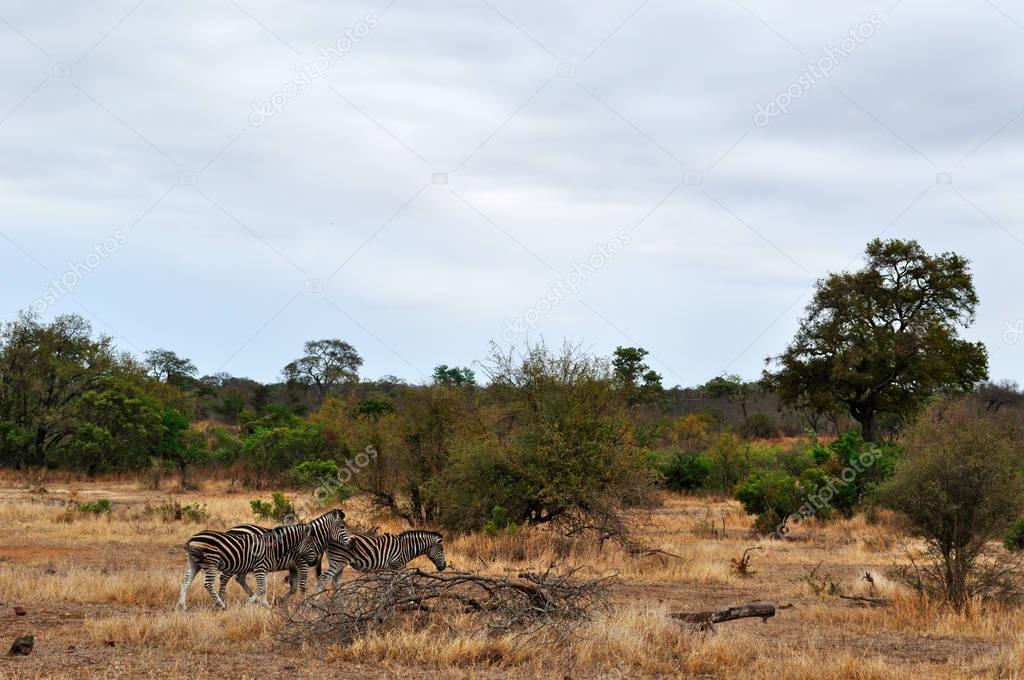 Safari in South Africa: a herd of zebras in the Kruger National Park, one of the largest game reserves in Africa, established in 1898 in the provinces of Limpopo and Mpumalanga, the first national park of South Africa since 1926