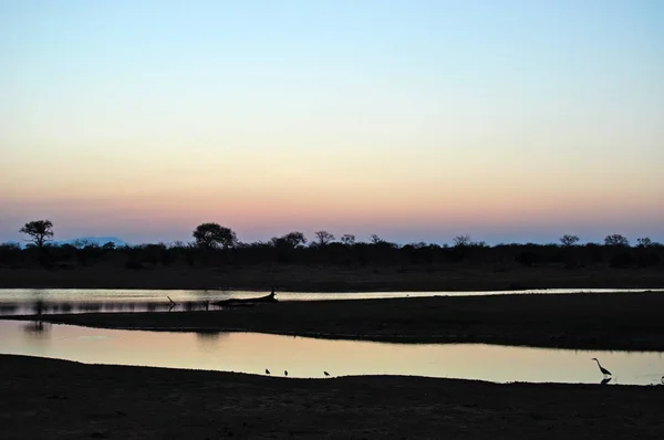 Safari en Sudáfrica: aves junto a una piscina natural al amanecer en el Parque Nacional Kruger, la mayor reserva de caza de África establecida en 1898, el primer parque nacional de Sudáfrica en 1926 — Foto de Stock