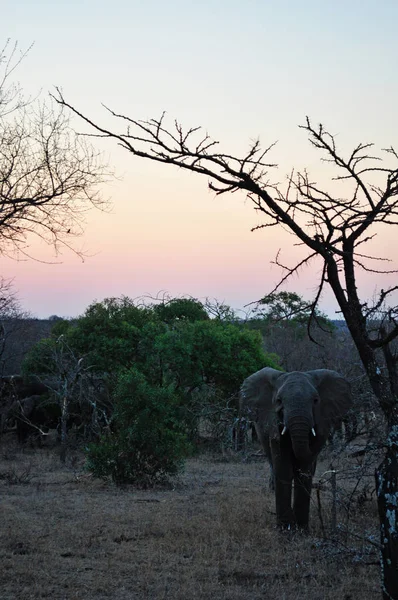 Safari en Sudáfrica: un elefante bebé al amanecer en el Parque Nacional Kruger , — Foto de Stock