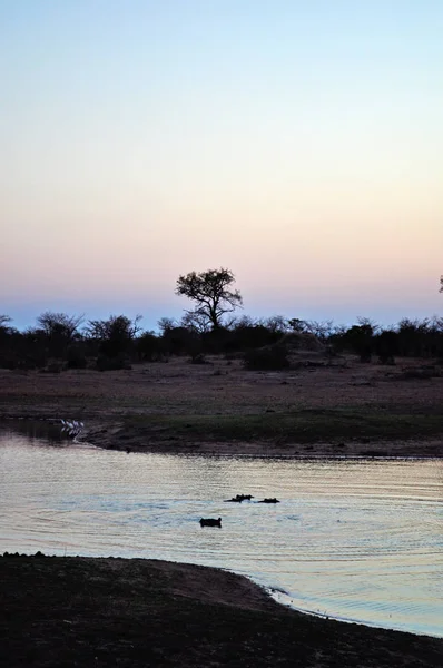 Güney Afrika Safari: suaygırları su altında bir doğal havuzda şafak Kruger National Park, en büyük oyunun hakkını saklı tutar Afrika'da beri 1898, 1926 yılında Güney Afrika'nın ilk Ulusal Parkı