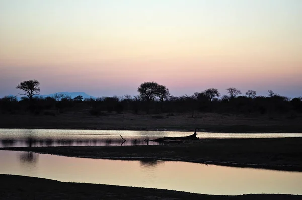 在南非的野生动物园︰ 一池清水黎明在克鲁格国家公园 — 图库照片