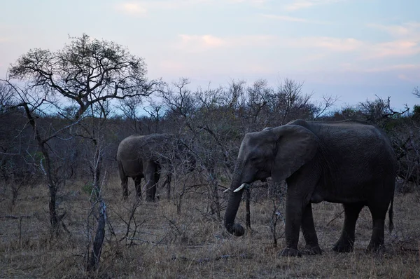 Safari en Sudáfrica: elefantes al amanecer en el Parque Nacional Kruger — Foto de Stock