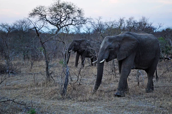 Safari en Sudáfrica: elefantes al amanecer en el Parque Nacional Kruger — Foto de Stock