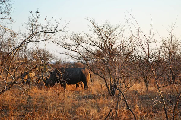 Safari en Sudáfrica: un rinoceronte negro al atardecer en el Parque Nacional Kruger, una de las mayores reservas de caza establecidas en África en 1898, el primer parque nacional de Sudáfrica en 1926 — Foto de Stock