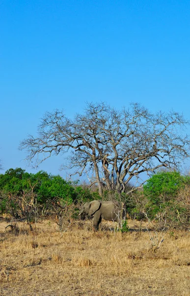 Safari en Sudáfrica: un elefante en el Parque Nacional Kruger — Foto de Stock