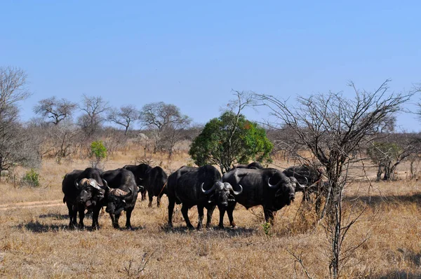 Safari in South Africa: a herd of african buffalo in the Kruger National Park, one of the largest game reserves in Africa established in 1898, South Africa\'s first national park in 1926