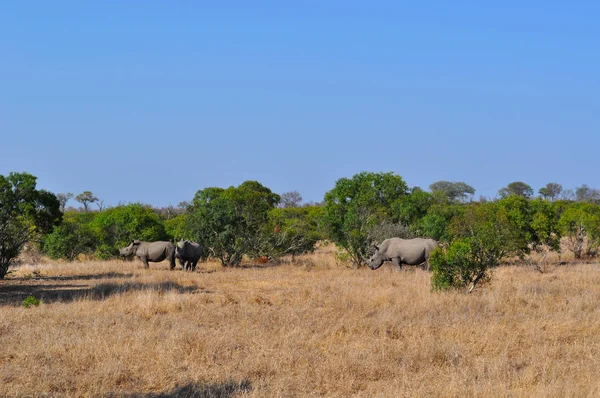 Safari in South Africa: black rhinos in a grassland at Kruger National Park
