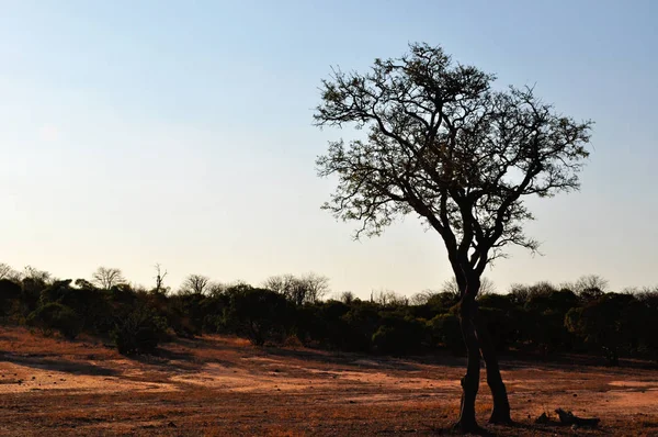 Safari en Sudáfrica: un árbol y la tierra roja en el Parque Nacional Kruger — Foto de Stock