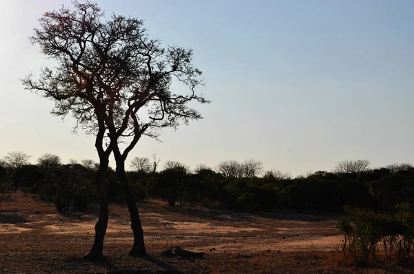 Safari en Sudáfrica: un árbol y la tierra roja en el Parque Nacional Kruger — Foto de Stock