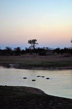 Güney Afrika Safari: suaygırları su altında bir doğal havuzda şafak Kruger National Park, en büyük oyunun hakkını saklı tutar Afrika'da beri 1898, 1926 yılında Güney Afrika'nın ilk Ulusal Parkı