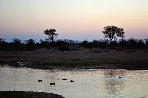 Safari in South Africa: hippos underwater in a natural pool at dawn in the Kruger National Park, the largest game reserves in Africa since 1898, South Africa\'s first national park in 1926