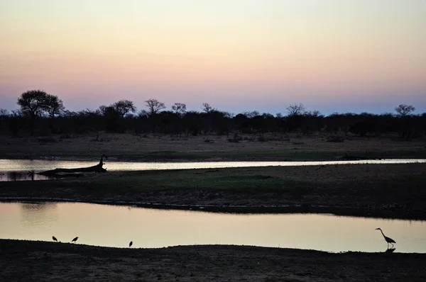 Safari in South Africa: birds next to a natural pool at dawn in the Kruger National Park, the largest game reserves in Africa established in 1898, South Africa\'s first national park in 1926