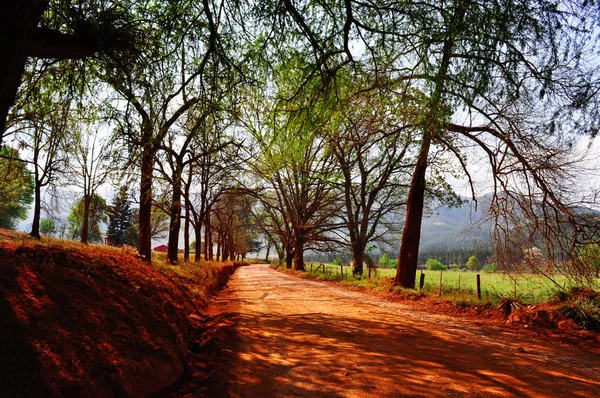 South Africa: the dirt road of red soil and trees leading to the Lone Creek Falls, a waterfall near the forestry town of Sabie in the Mpumalanga province — Stock Photo, Image