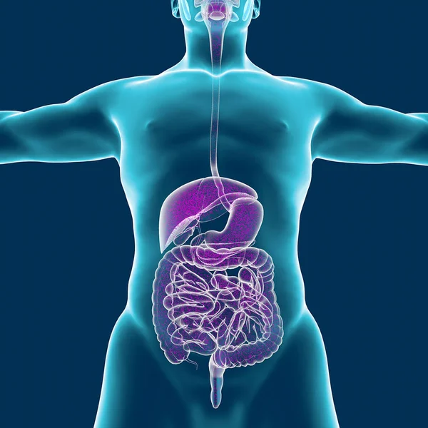 Corpo humano, sistema muscular, pessoa, sistema digestivo, anatomia — Fotografia de Stock