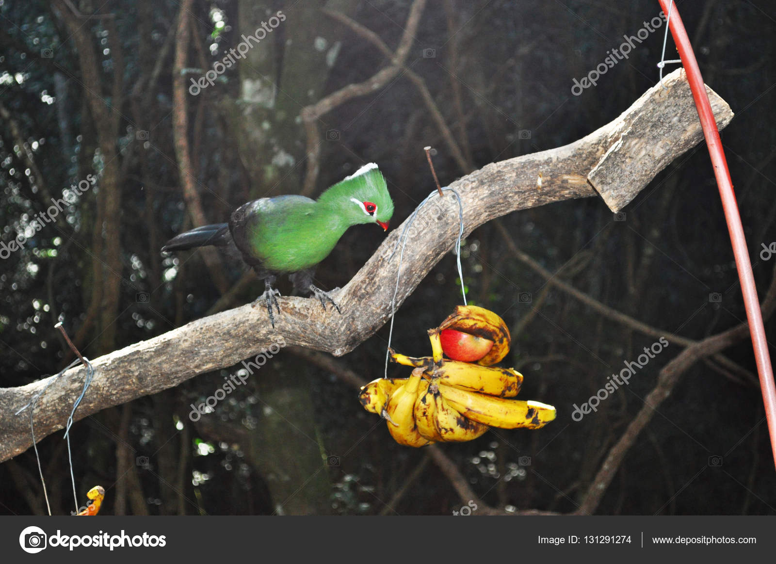 South Africa a Knysna turaco (Knysna lourie) eating bananas on a