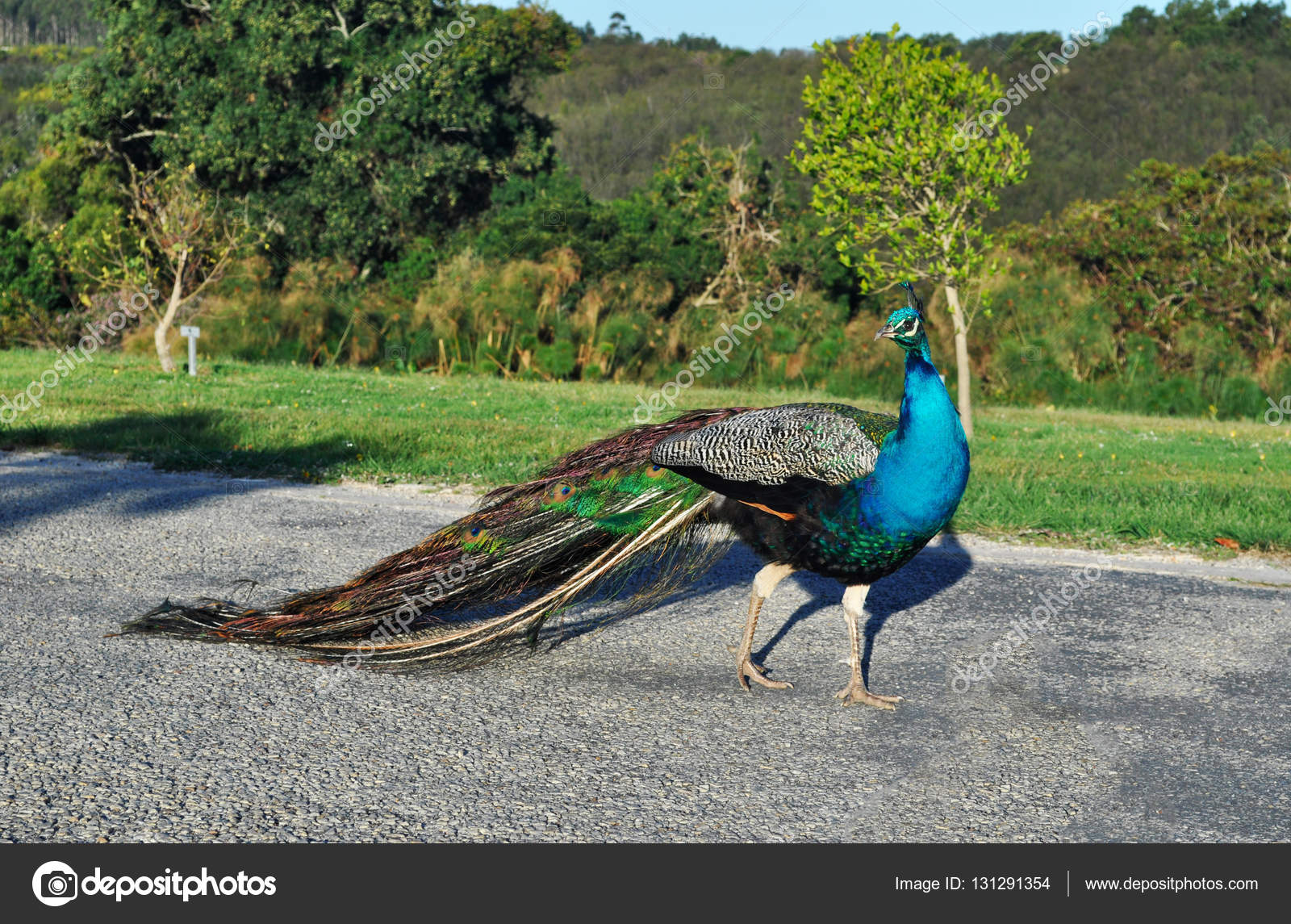 South Africa A Peacock At Birds Of Eden The World S Largest Free