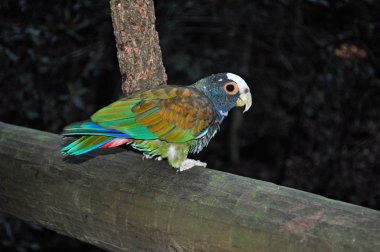 South Africa: a green parrot at Birds of Eden, the world's largest free flight aviary and bird sanctuary located near Plettenberg Bay, along the famous Garden Route in the Western Cape clipart